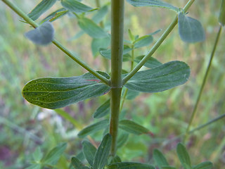 Hypericum perforatum