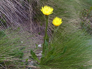 Hypochaeris uniflora