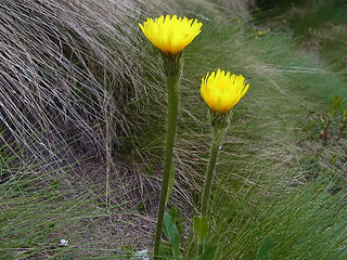 Hypochaeris uniflora