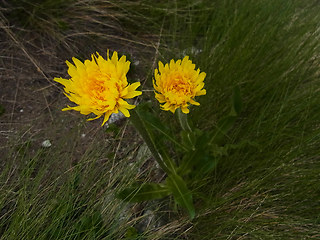 Hypochaeris uniflora