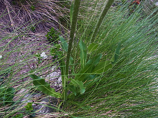 Hypochaeris uniflora