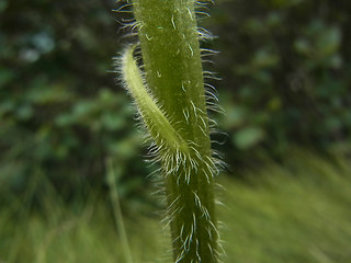 Hypochaeris uniflora