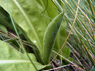 Hypochaeris uniflora