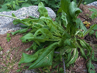 Hypochaeris uniflora