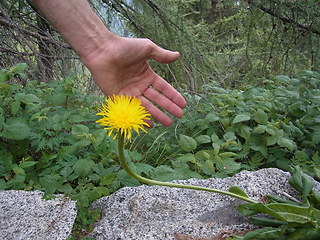 Hypochaeris uniflora