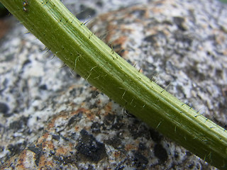 Hypochaeris uniflora