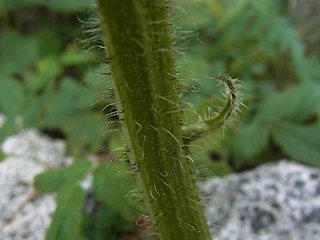 Hypochaeris uniflora