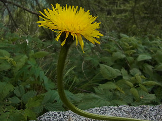 Hypochaeris uniflora