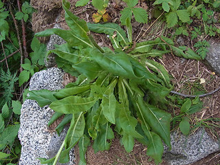 Hypochaeris uniflora