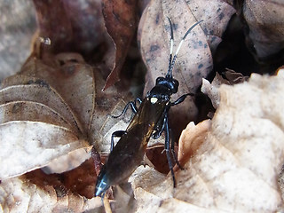Ichneumon lugens