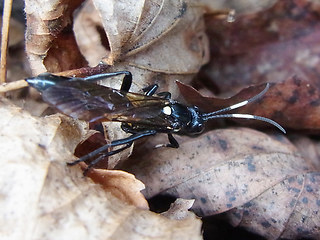 Ichneumon lugens