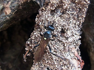 Ichneumon lugens