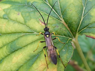 Ichneumon xanthorius'