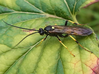 Ichneumon xanthorius'