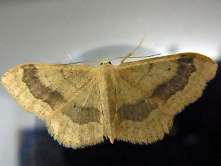 Idaea aversata