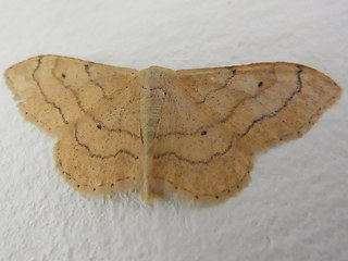 Idaea aversata f. remutata