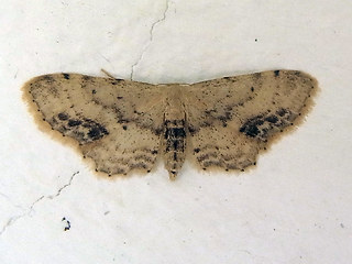 Idaea dimidiata
