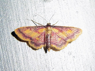 Idaea muricata