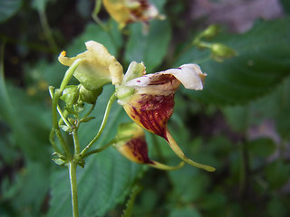 Impatiens edgeworthii