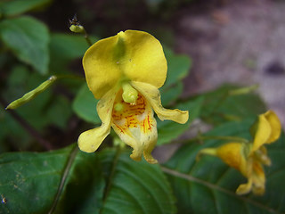 Impatiens edgeworthii