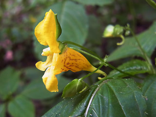 Impatiens edgeworthii