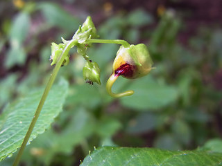 Impatiens edgeworthii