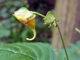 Impatiens edgeworthii