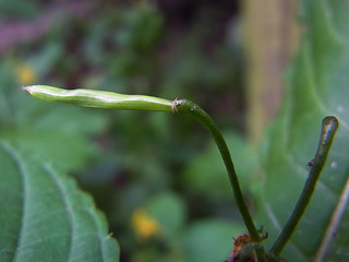 Impatiens edgeworthii