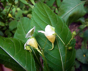 Impatiens edgeworthii