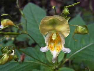 Impatiens edgeworthii