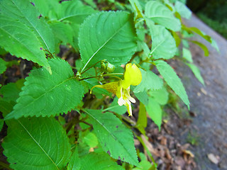 Impatiens edgeworthii