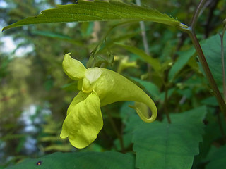 Impatiens noli-tangere