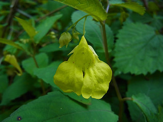 Impatiens noli-tangere