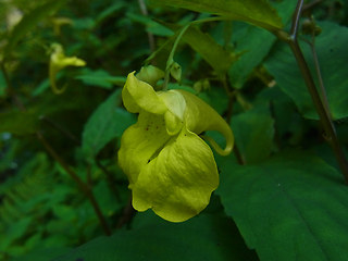 Impatiens noli-tangere