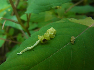 Impatiens noli-tangere