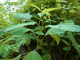 Impatiens noli-tangere