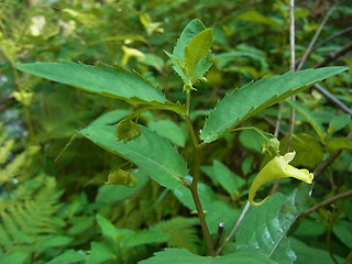 Impatiens noli-tangere