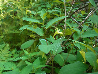 Impatiens noli-tangere