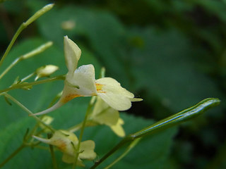 Impatiens parviflora