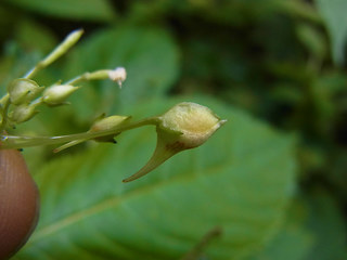 Impatiens parviflora