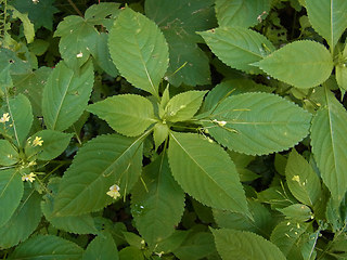 Impatiens parviflora