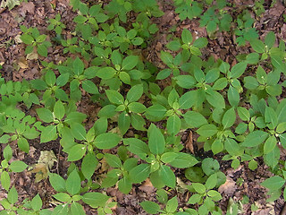 Impatiens parviflora