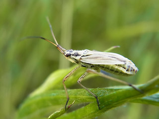 Insecta 47