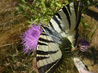 Iphiclides podalirius