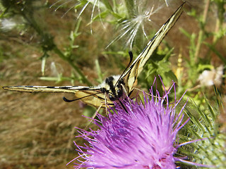 Iphiclides podalirius