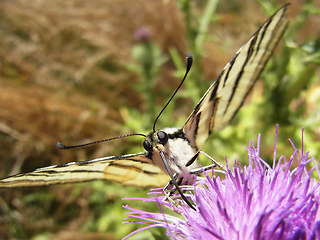 Iphiclides podalirius