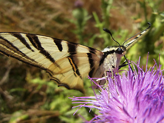 Iphiclides podalirius