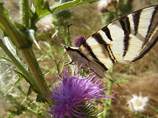 Iphiclides podalirius