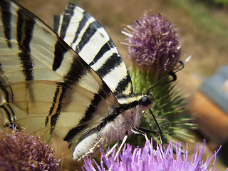 Iphiclides podalirius