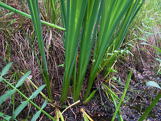 Iris pseudacorus